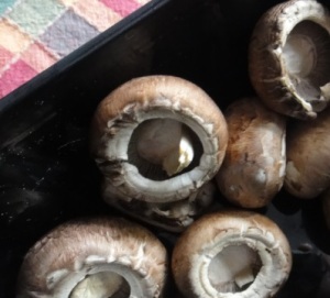 mushroom cropped